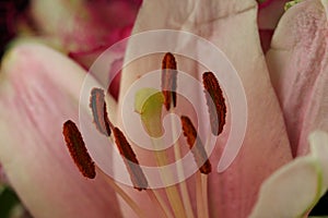 Pistil and stamen of lily