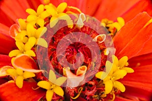 Pistil and stamen of red Zinni flower