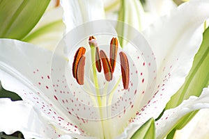 Pistil and Stamen of white lily flower