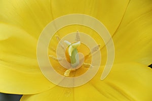 Pistil and stamen in a yellow flower