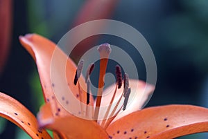 Pistil and stamens