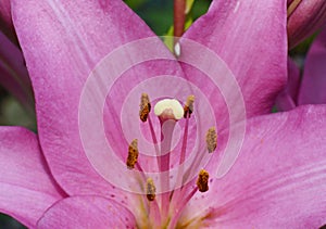 Pistil and stamens of the Asian hybrid Lily are red-crimson color