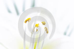 Pistil and stamens covered with yellow pollen. Close-up. White background