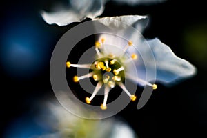 Pistil and stamens after fertilization