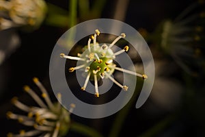 Pistil and stamens after fertilization