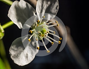 Pistil and stamens after fertilization