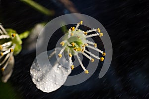 Pistil and stamens after fertilization