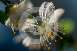 Pistil and stamens after fertilization