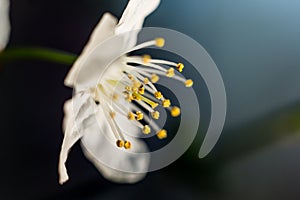 Pistil and stamens after fertilization