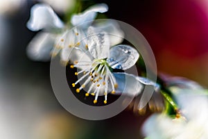 Pistil and stamens after fertilization