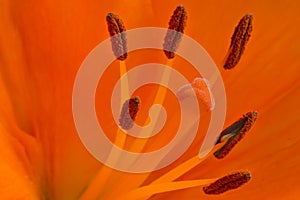 Pistil and stamens inside orange flower