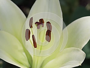 Pistil and stamens of a lily flower, macro photo