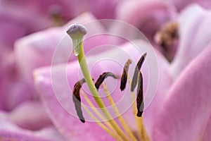 Pistil stamens of a lily flower pink