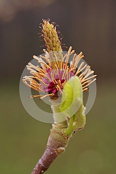 The pistil and stamens of a magnolia flower macro photography