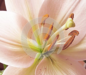 pistil with stamens, pink lily