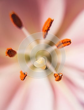 Pistil and stamens of pink Lily macro