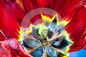 pistil and stamens of a red-yellow tulip flower