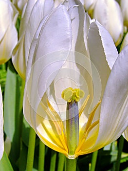 Pistil and stamens of white tulip clousup