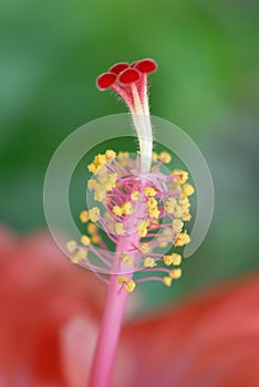 Pistil of tropical flower