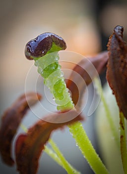 Pistil with water drops