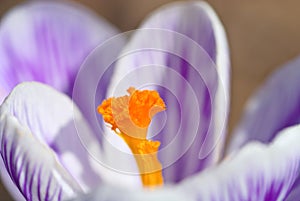 Pistil yellow crocus