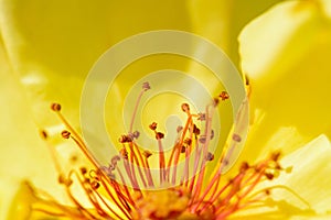 The pistil in yellow flower