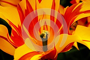 Pistil of a yellow and red flammed tulip in the Keukenhof in 2022 in the Netherlands