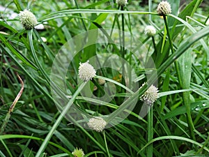 pistillate flowers on wild sedge grass