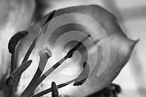 pistils of a lily and therefore the pollen and leaves, black and white