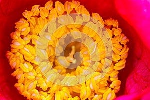 Pistils and pollen closeup photo
