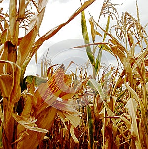 Piston of corn in the field