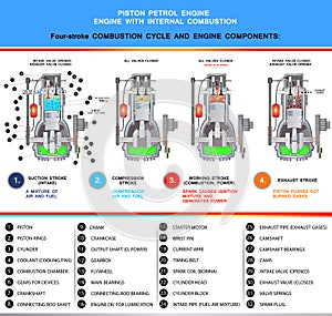 Piston petrol engine, structural cross section and four stroke combustion cycle