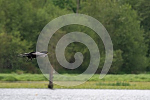 A pisture of a duoble-crested cormorant flying in the air.