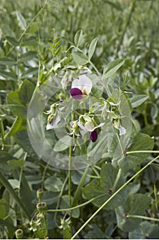 Pisum sativum sussp. arvense in bloom