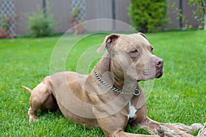 Pit bull photo