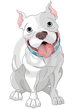 Pit-Bull