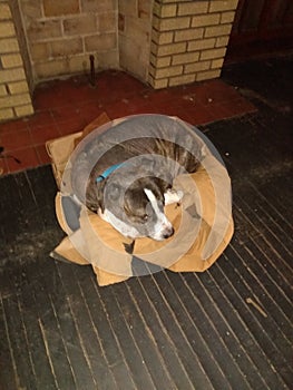 Pit bull Brutus sleepy boxbed love brindle