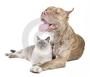 Pit bull and a cat