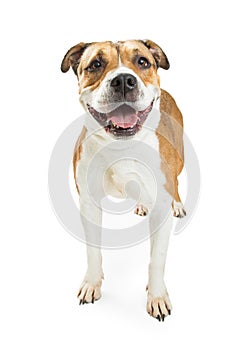 Pit Bull Crossbreed Dog Happy Expression