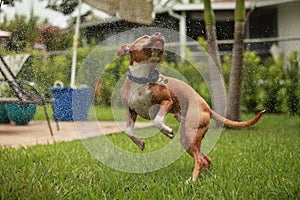 Pit Bull dancing in the sprinkler