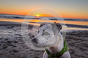 Pit bull dog on beach at sunset photo