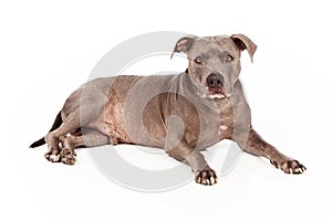 Pit Bull Dog Blue