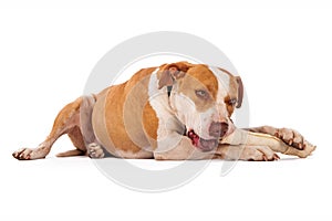 Pit Bull Dog Chewing on Bone