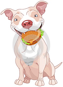 Pit Bull Dog Eats Hamburger photo