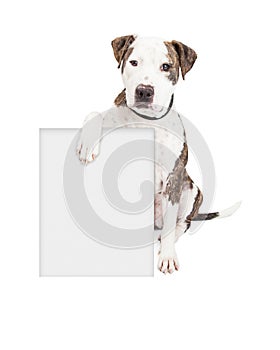 Pit Bull Dog Holding Blank Sign