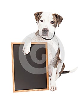 Pit Bull Dog Holding Chalk Board