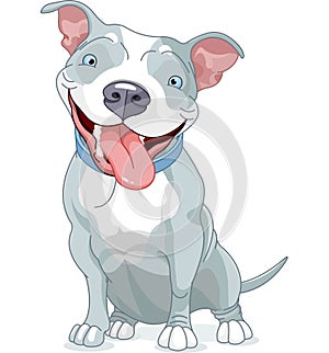 Pit Bull Dog photo