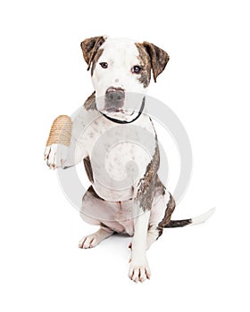 Pit Bull Dog With Injured Paw