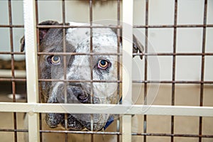 Pit Bull Dog In Kennel at Shelter
