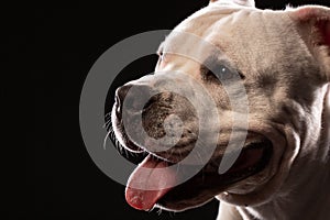 Pit bull dog portrait close-up in studio with black background